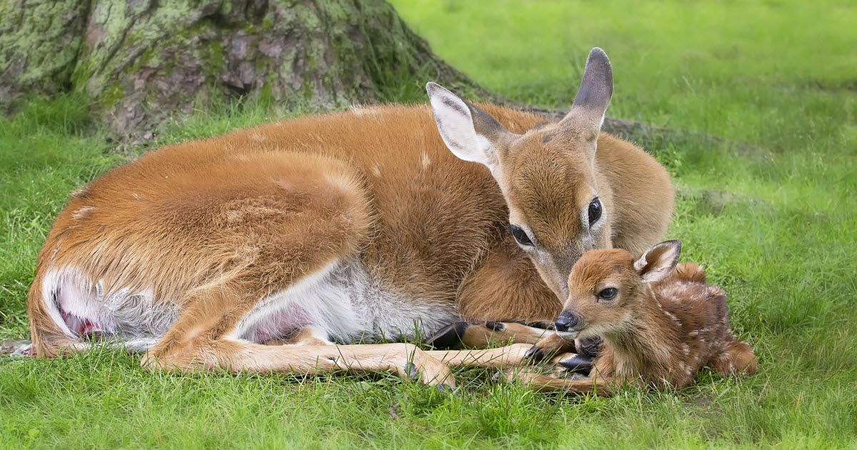 How many fawns does a deer give birth to?