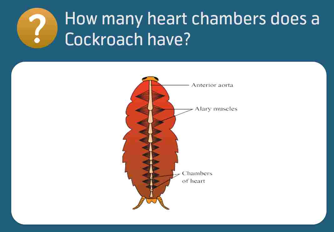 How many heart chambers a cockroach has? How many heart chambers a cockroach has?