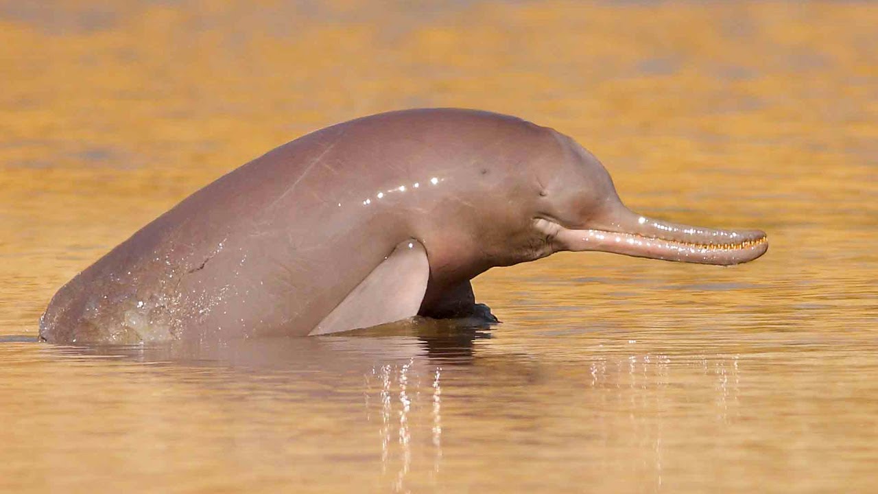 How many Indus river dolphins are left in the world?