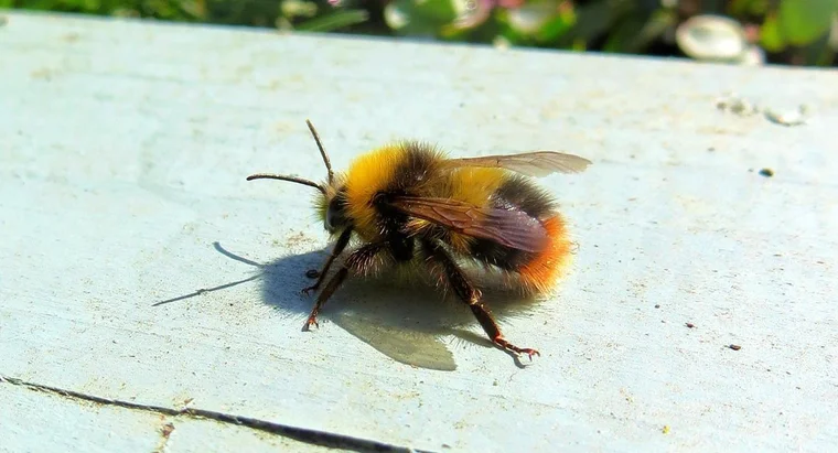 How many legs do bees have * 1?