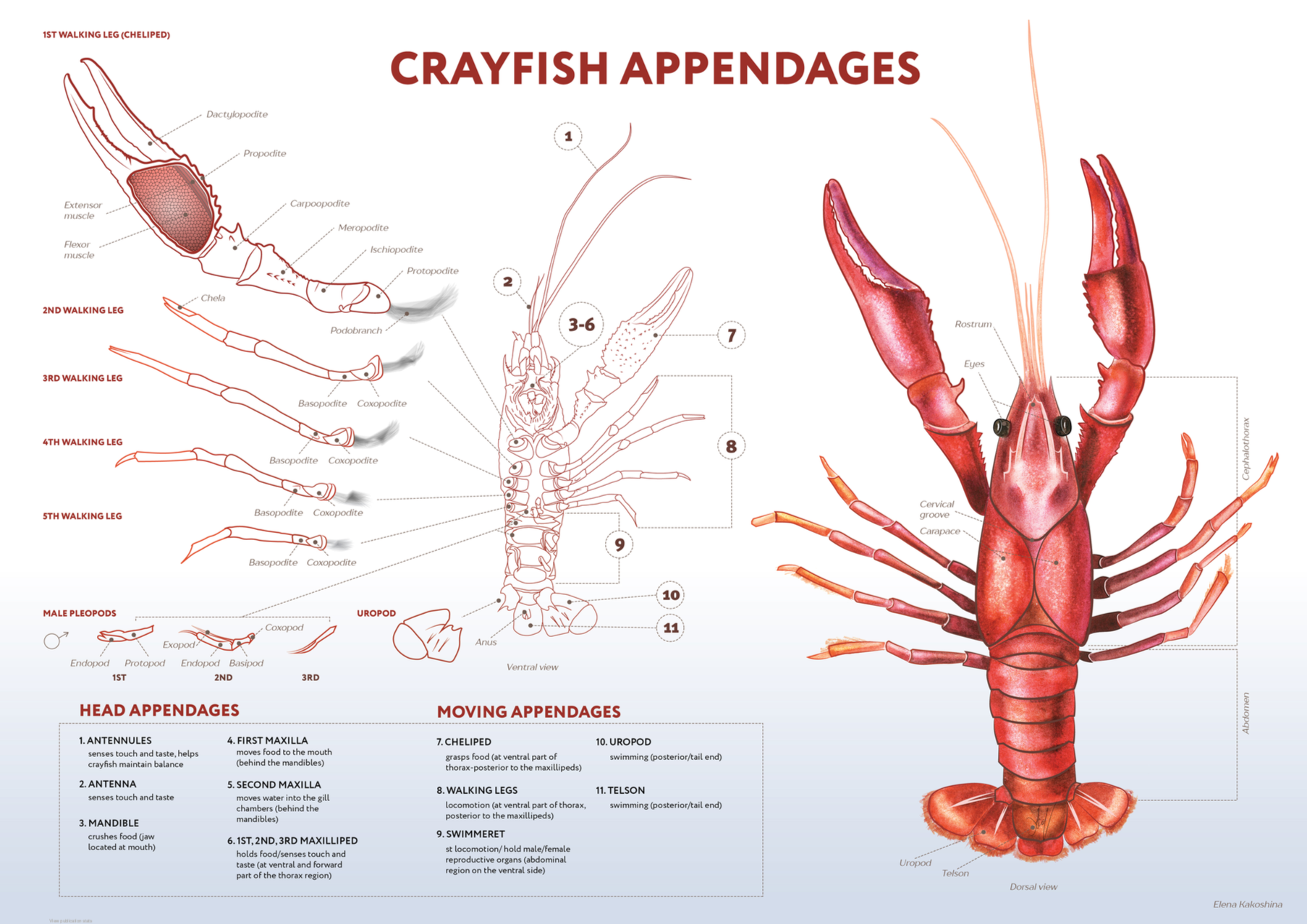 How many legs does 3 crabs have? How many legs does 3 crabs have?