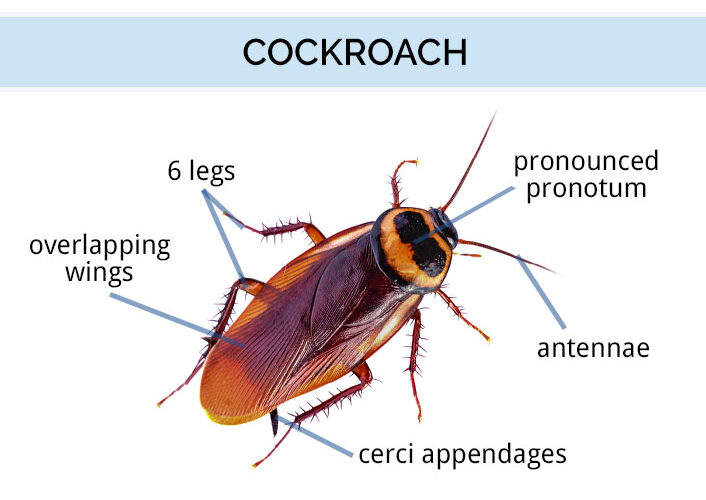 How many legs does a cockroach have?