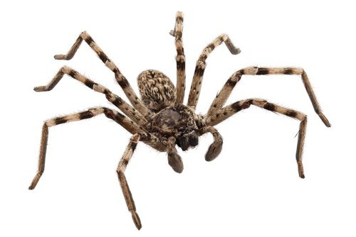 How many legs does a spider have 6 or 8?