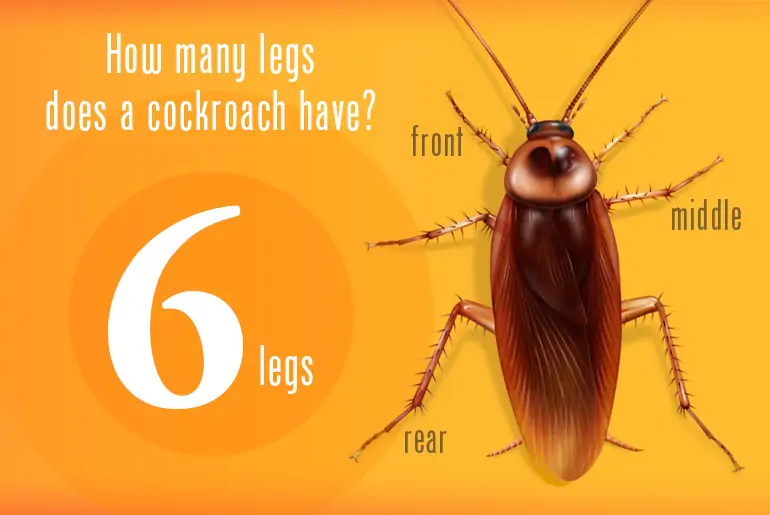 How many pairs of legs do a cockroach have?