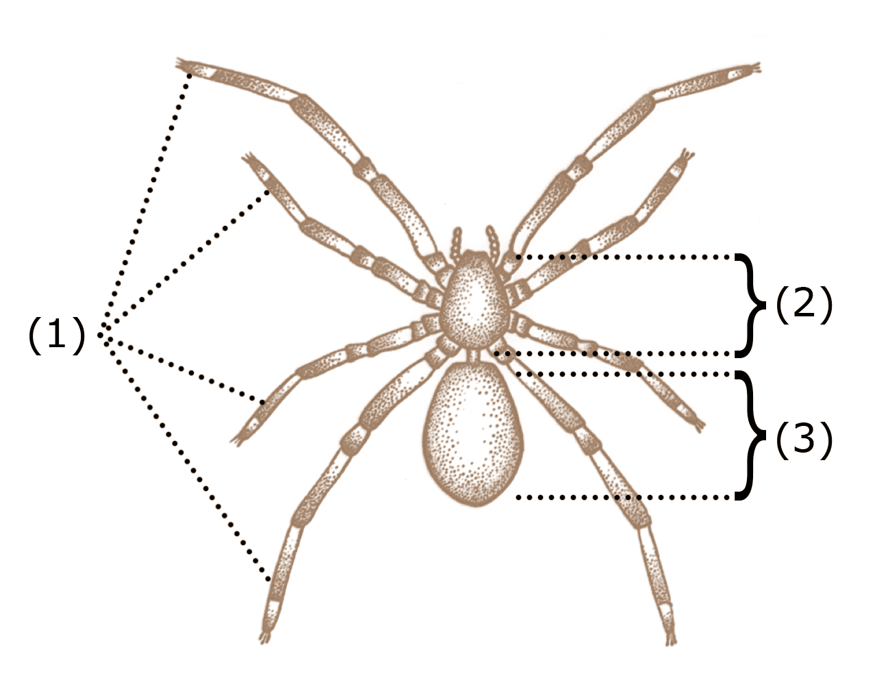 How many pairs of legs does a spider? How many pairs of legs does a spider?