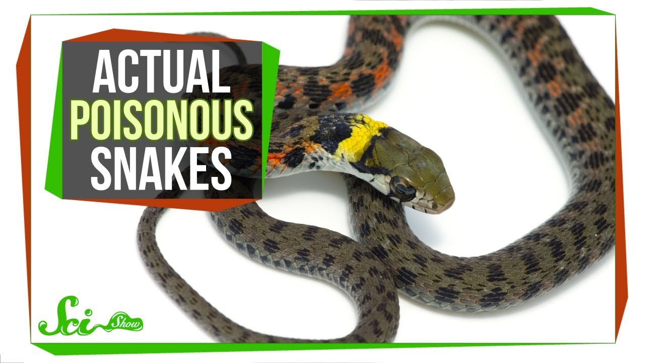 How many snakes are actually poisonous?