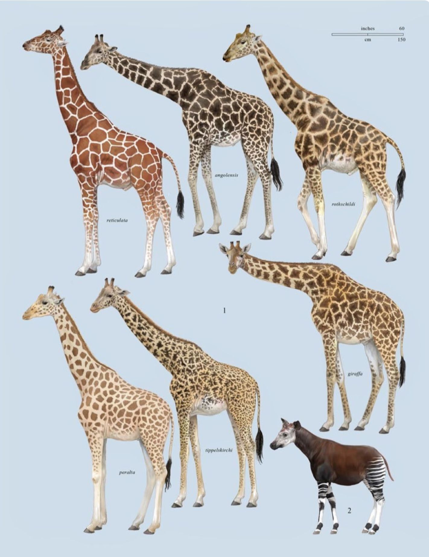 How many species of giraffes are there in the world?