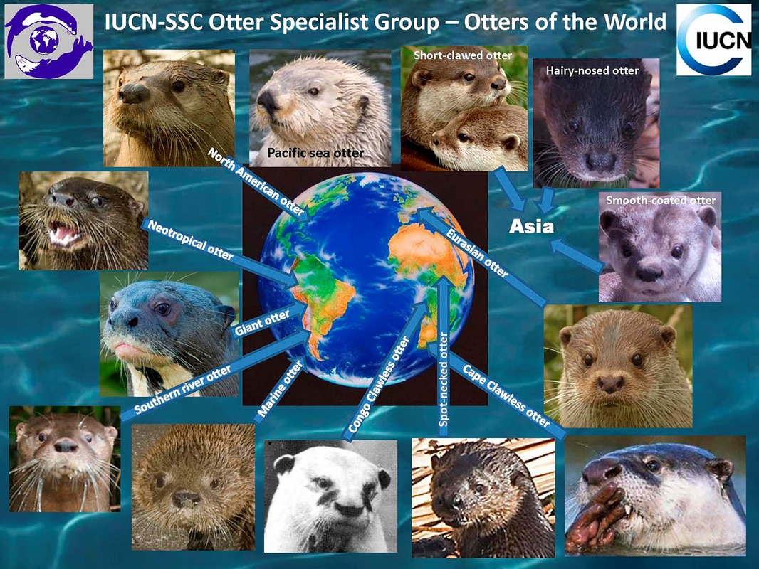 How many species of otters are in the world?