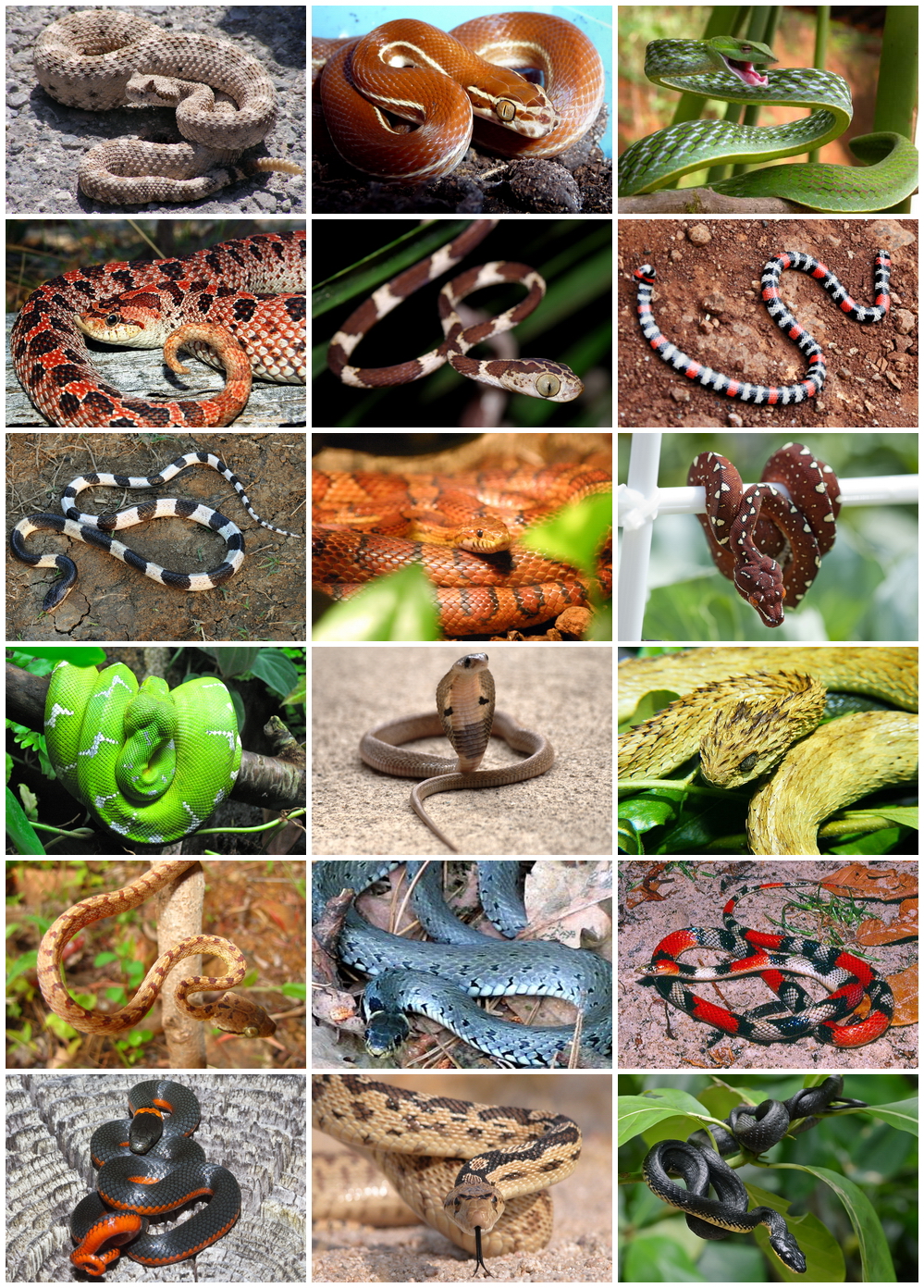 How many species of snakes are there?