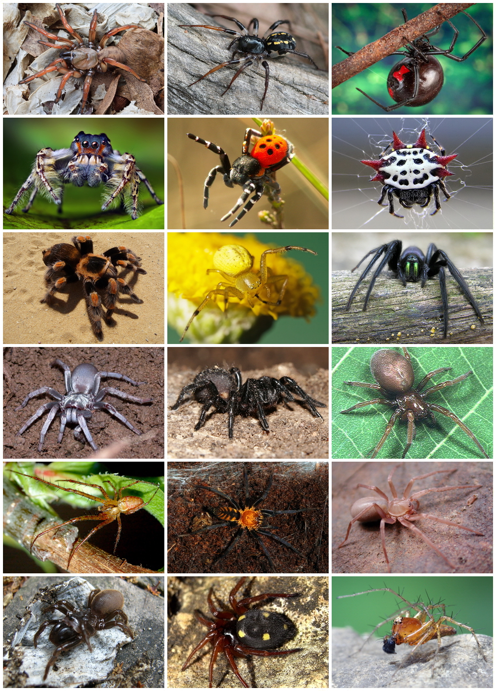 How many species of spiders are there?