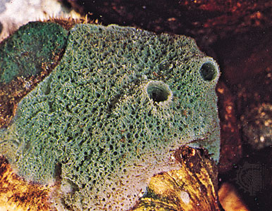 How many species of sponges live in fresh water?
