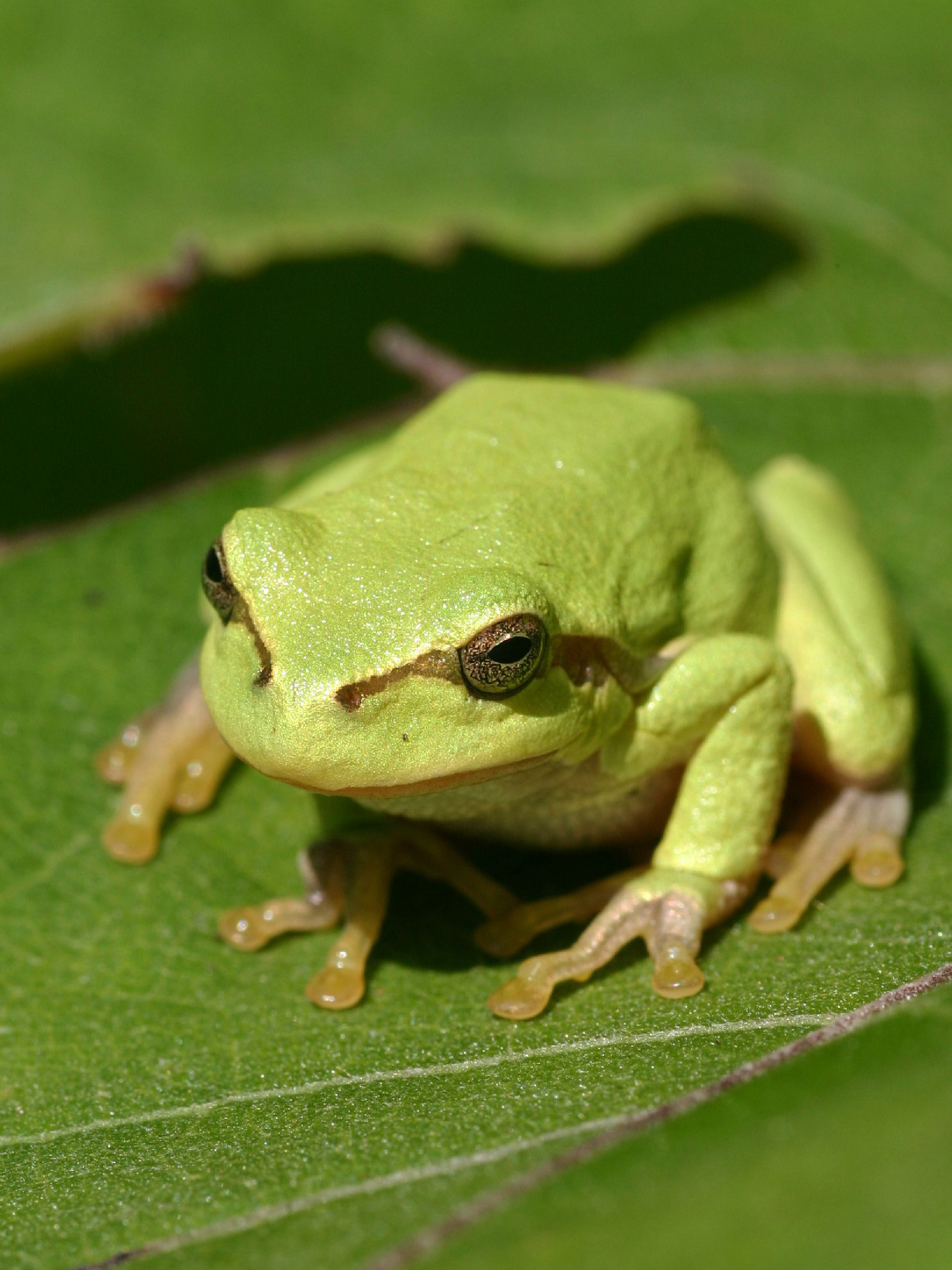 How many tree frogs are in the world?