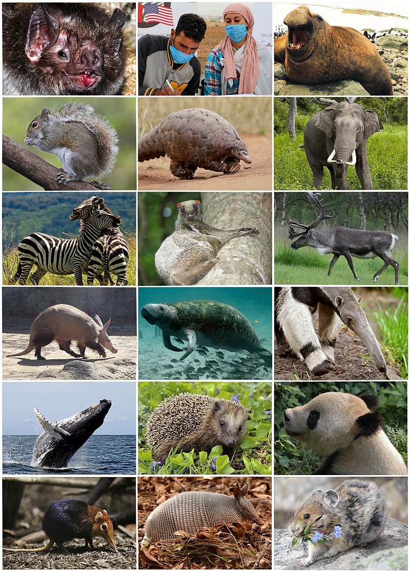 How many types of mammals are in the placental group? How many types of mammals are in the placental group?