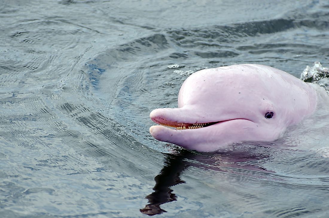 How many types of river dolphins are there in the world?
