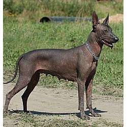 How much do hairless Mexican dogs cost?