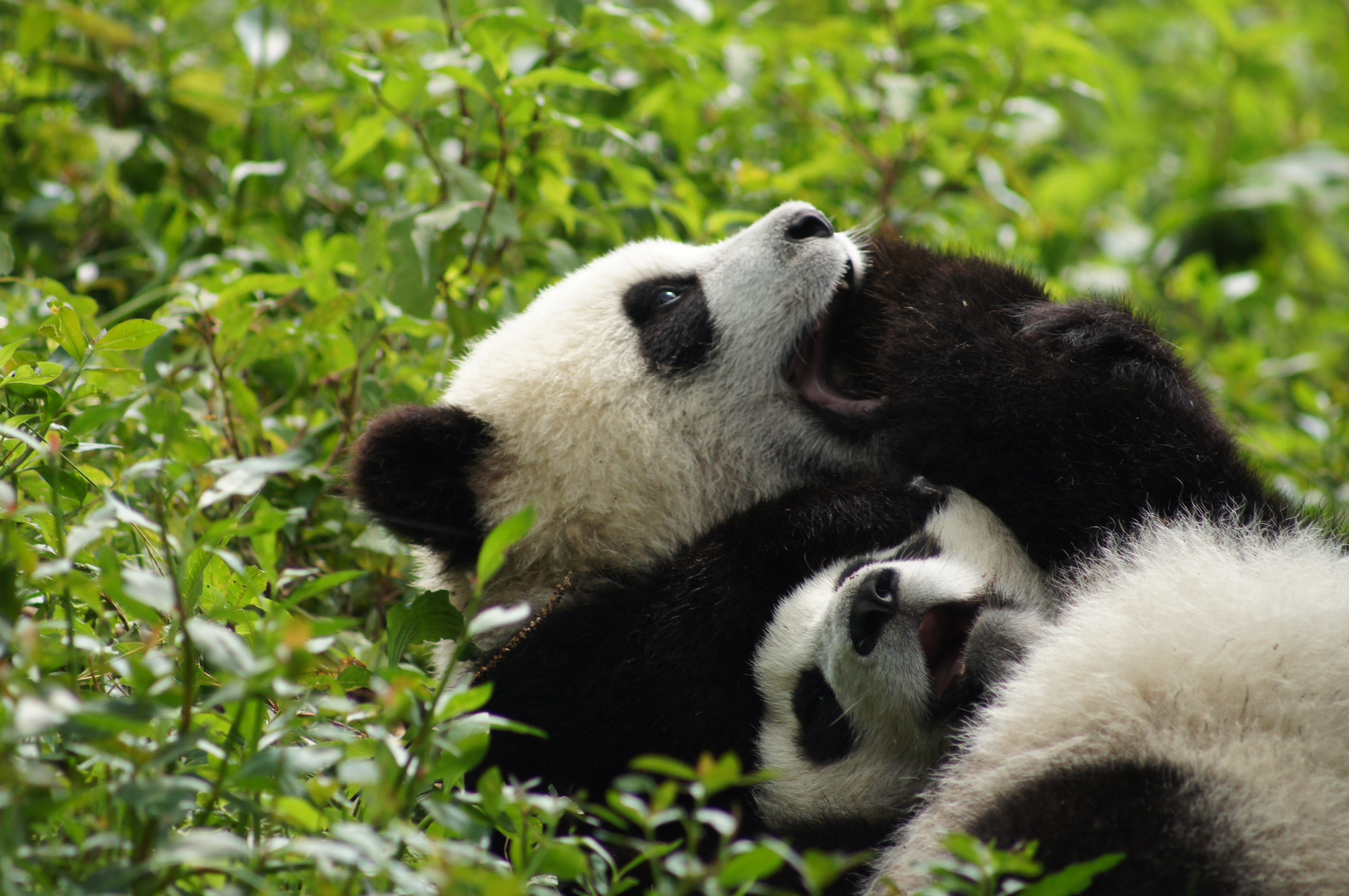 How much does a giant panda weigh at 1 year old?