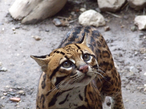 How much does a ocelot cost?