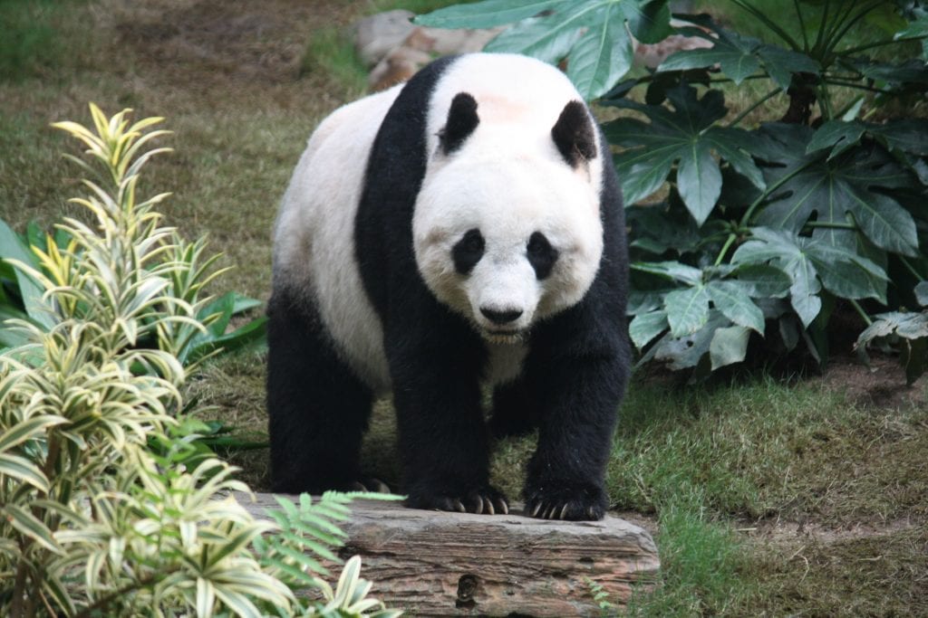 How much does a panda weigh?