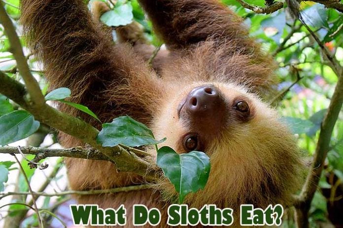 How much does a sloth eat in a day?