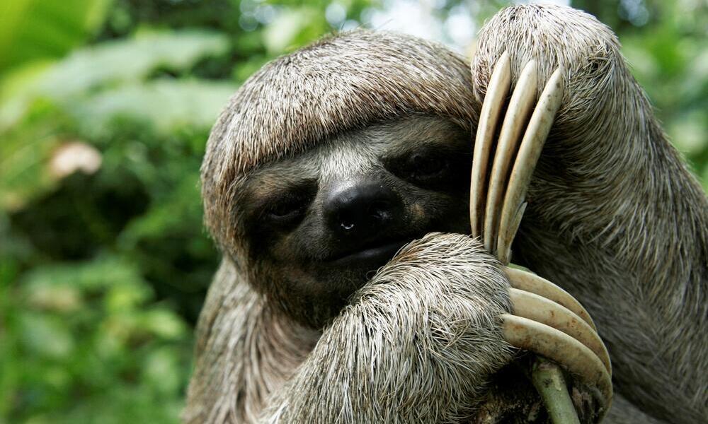 How much does a sloth eat per day?