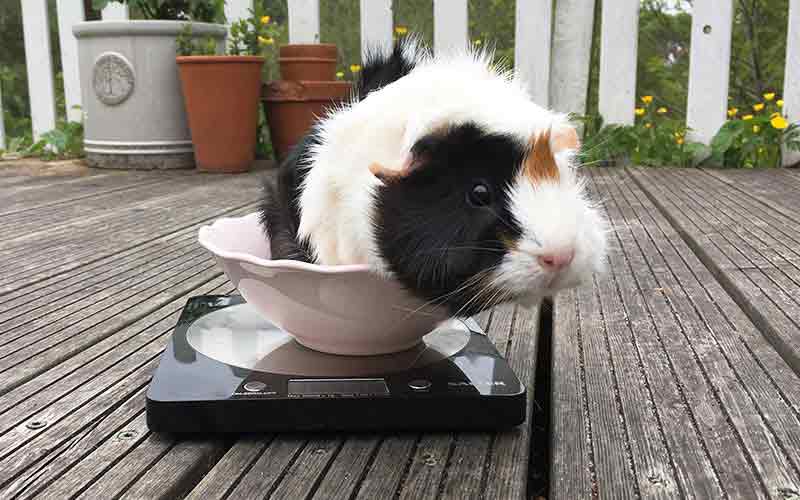 How much does a teddy guinea pig weigh?