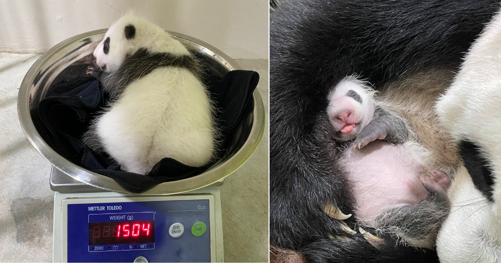 How much does Jia Jia's Cub weigh?
