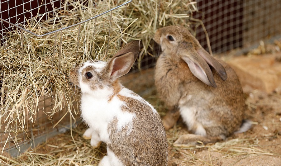 How much does the average rabbit eat?