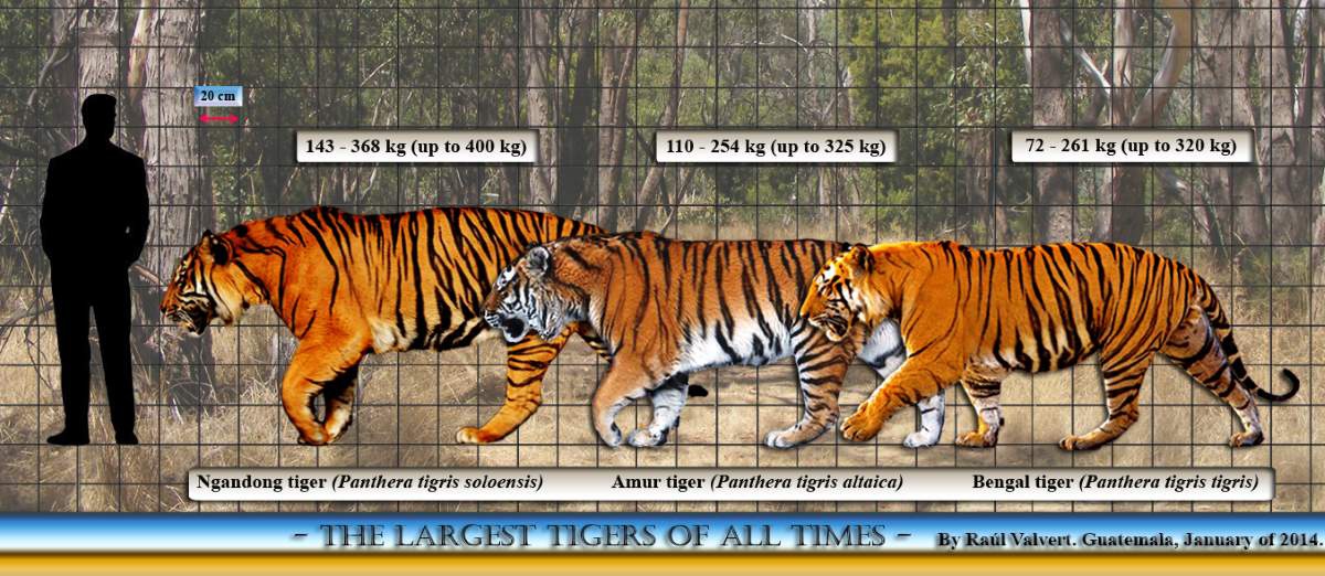 How much does the heaviest Tiger weigh?