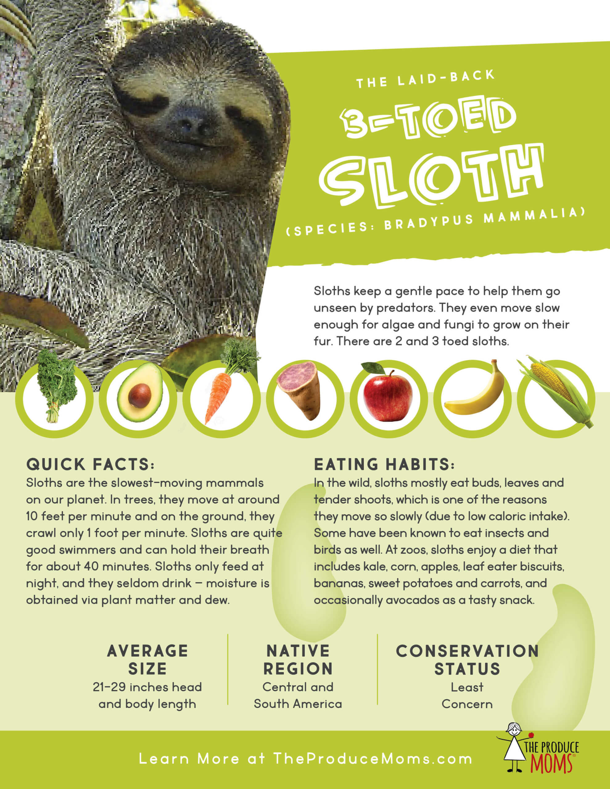How much food does a sloth eat per day? How much food does a sloth eat per day?