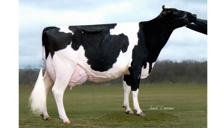 How much milk does a Holstein cow produce per day?