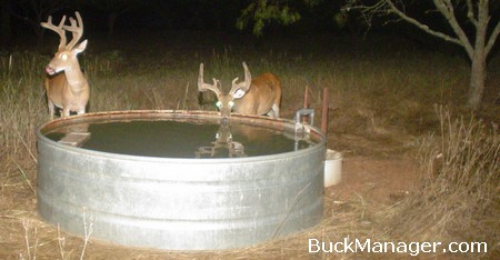 How much water does a deer need to survive?