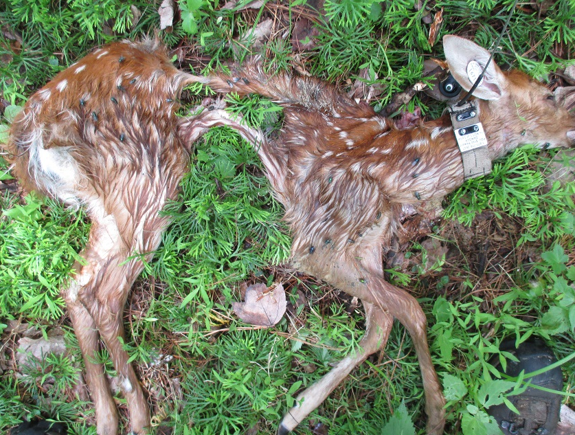 How often do deer die in their first year of life?