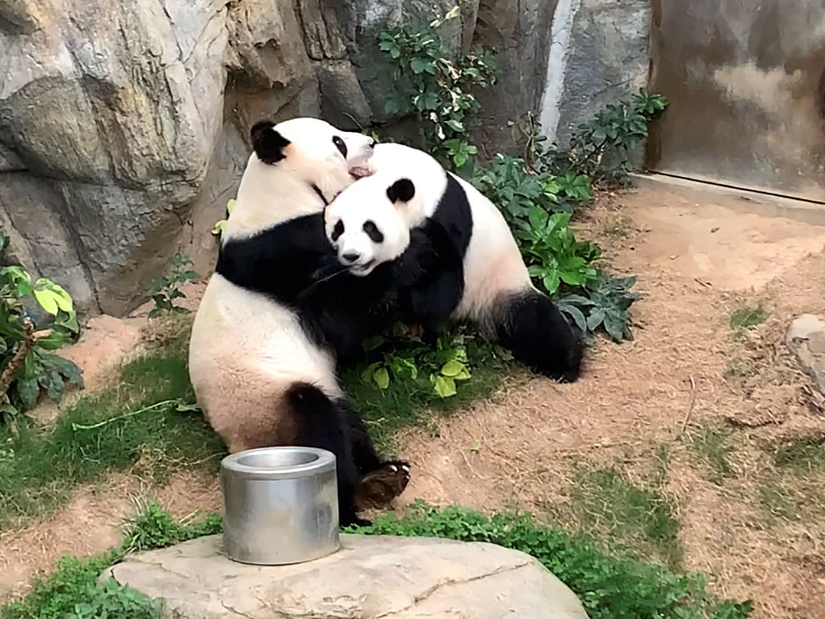 How old does a panda have to be to reproduce?