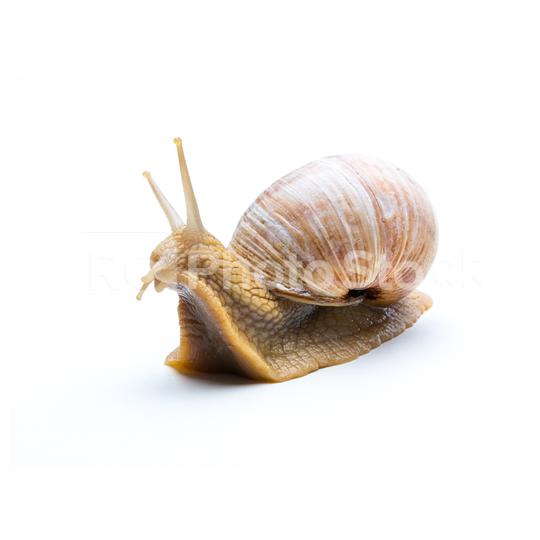 How old is a snail?