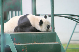 How old is Shuan Shuan the Panda?