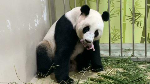 How old is Singapore's first panda cub? How old is Singapore's first panda cub?