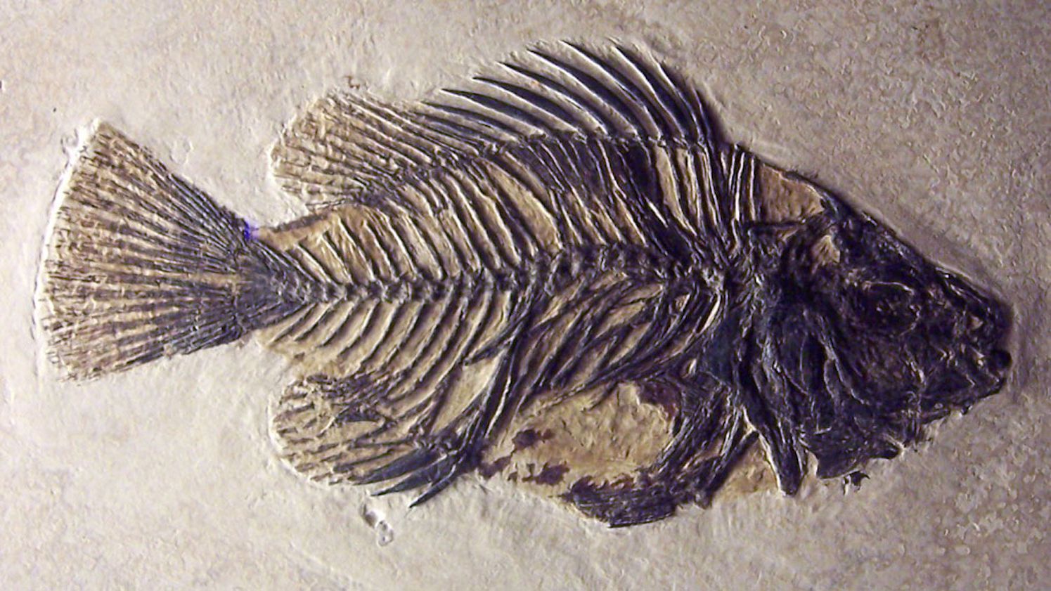 How old is the first fish fossil?