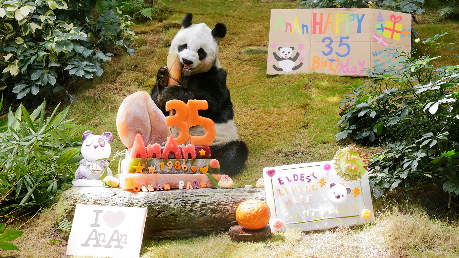 How old is the oldest living panda?