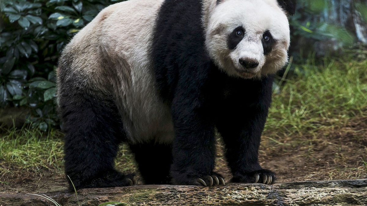 How old was the oldest panda?
