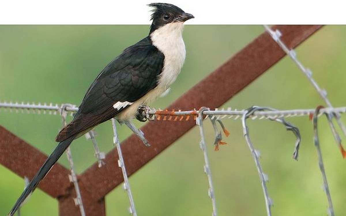 How pied crested cuckoo can live without water? How pied crested cuckoo can live without water?