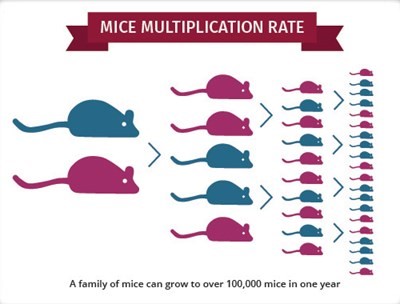 How quickly do mice multiply?