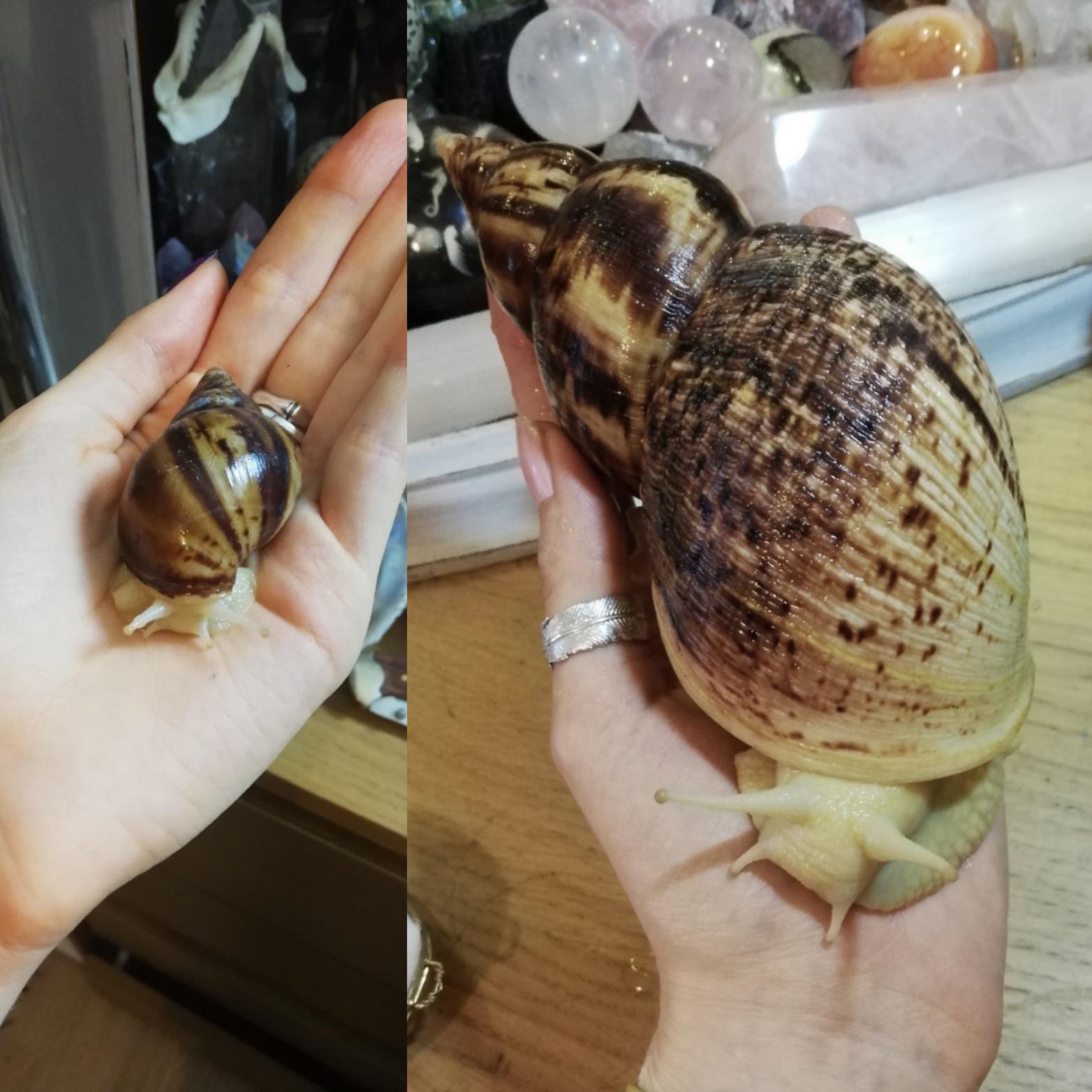 How quickly do snails grow?