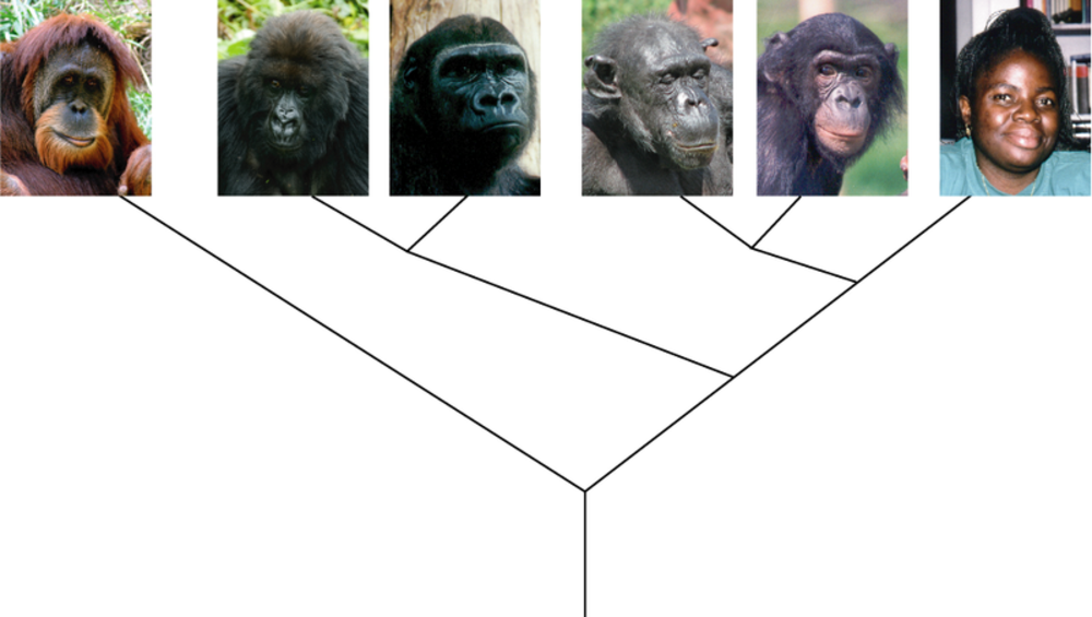 How similar are gorillas and humans?