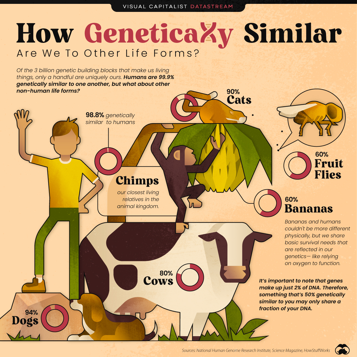 How similar are humans and animals genetically?
