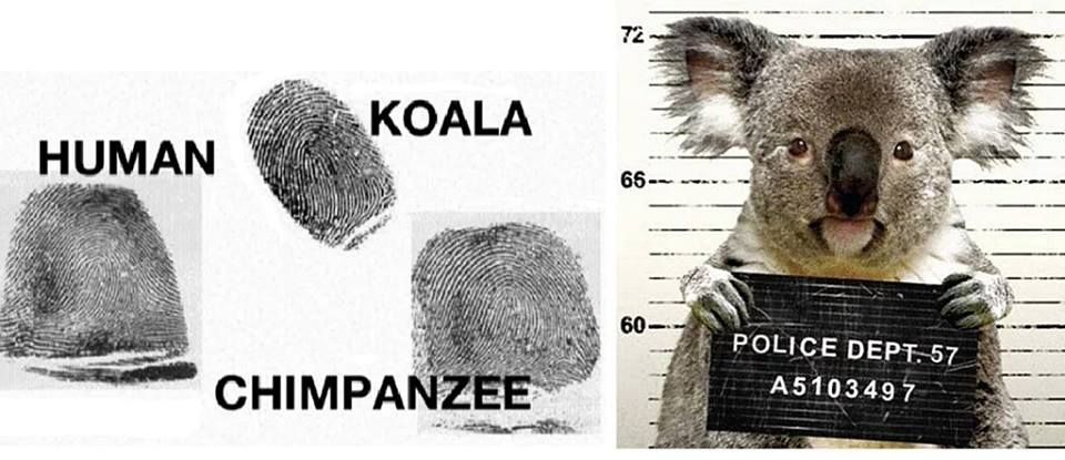 How similar are koala fingerprints to humans?