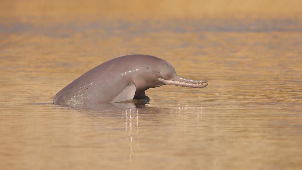 How to save the Ganges river dolphin? How to save the Ganges river dolphin?