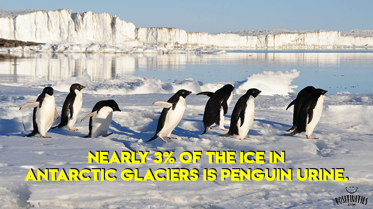 Is 3% of Arctic ice penguin urine?
