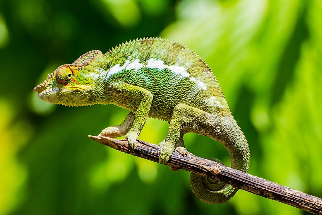Is a chameleon a reptile or a mammal?
