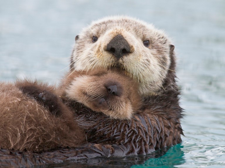 Is a group of otters called a business?