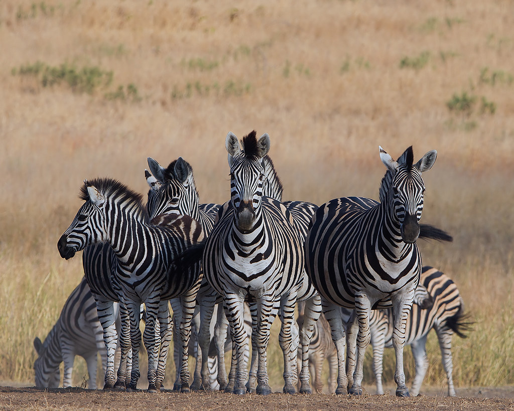 Is a group of zebras called a harem?